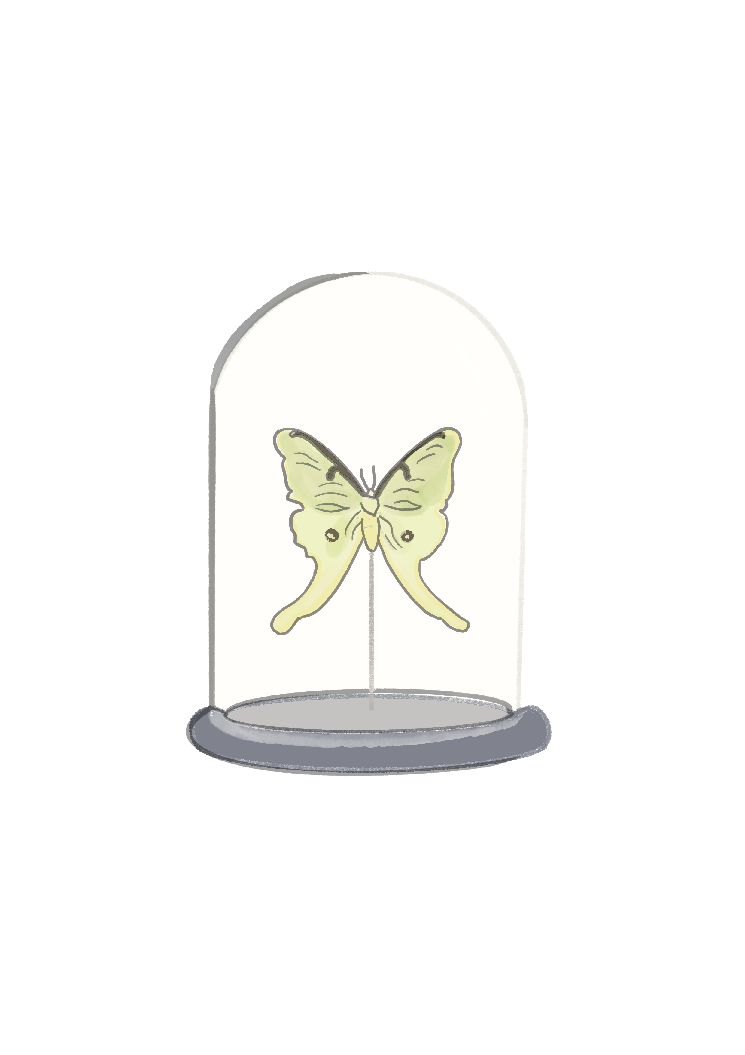 luna moth in glass cloche